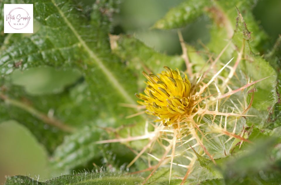 Blessed Thistle A Traditional Remedy to Enhance Lactation Top Foods to Support Milk Supply - Milk Supply Mama